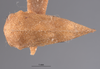 Habitus, dorsal view on Cyrtolobus ovatus Van Duzee, 1908: (Observation).
