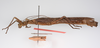 CollectionObject 1562393; c226e556-05b2-40a0-b437-28d21db7f3a0: copyright ZMUH, Hamburg. female, lateral view (paratype). (CollectionObject).