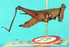 CollectionObject 1517906; 247f9ff2-fd3a-4221-b23e-98319edee4b0, NHMUK10924425: female, lateral view (holotype). (CollectionObject).