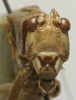 CollectionObject 1535916; f6c7ff0c-74bc-4909-bf0d-268cb19451df: female, frontal view (syntype). (CollectionObject).