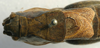 CollectionObject 1517128; cd69ea84-eca0-4855-9674-ede3a879a1b9: male pronotum, dorsal view (holotype). (CollectionObject).