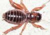 CollectionObject 1591142; d844f9dd-2640-4256-b1ae-31964b795095: male, dorsal view (holotype). (CollectionObject).
