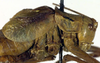 CollectionObject 1500646; 8065ee67-09d6-4d80-941d-71ffb7a7359b, DORSA BTisokalS01: male pronotum, lateral view (syntype). (CollectionObject).