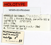 CollectionObject 1559859; 07da87fe-d040-4b1f-b281-0c825751cdb7: copyright MNHN, Paris. male, data labels (holotype). (CollectionObject).