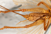 CollectionObject 1474980; e7c48550-8a08-4156-be09-8b3b23a7a429: female, ventral view (holotype). (CollectionObject).