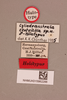 CollectionObject 1517842; c04763d2-1116-496a-9294-087c6804104b, NHMUK015982288: Cylindraustralia centricola (holotype). (CollectionObject).