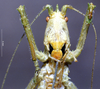 CollectionObject 1529070; ZIN 3224772, cd51afe5-e459-4889-a818-f9d30449358e: female, frontal view (paratype). (CollectionObject).
