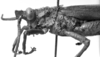 CollectionObject 1523913; b22fa4b6-95dd-4a53-9eab-b39693f17931: Image Carbonell, C.S. male head and pronotum, lateral view (holotype). (CollectionObject).