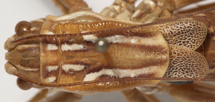 male pronotum, dorsal view (holotype). Depicts CollectionObject 1527081; e610715c-6d08-44ce-a3dc-441ac7672103, a CollectionObject.