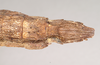 CollectionObject 1559197; 958d0635-9492-4c7e-8b6b-b20736f020c2: copyright Natural History Museum, London. female: end of abdomen, ventral view (syntype). (CollectionObject).