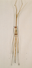CollectionObject 1559059; 260ab218-109e-42db-b558-219c977adef4: copyright NHRS, Stockholm. male Marcenia carinata (syntype). (CollectionObject).