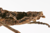 CollectionObject 1562366; 18015c91-8d6b-4b85-b5ad-3bd2e02bbe64: copyright ZMUH, Hamburg. female: end of abdomen, lateral view (syntype). (CollectionObject).