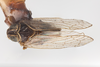 Habitus, dorsal view: !! display not done !! on Melanoliarus (Melanoliarus) cinereus (Wolcott, 1921): (Observation).