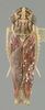Habitus, dorsal view on Cubrasa cardini (Metcalf & Bruner, 1936): Holotype. (Observation).