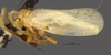 Habitus, lateral view: !! display not done !! on Herpis albida (Metcalf, 1938): (Observation).
