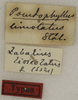 CollectionObject 1529732; 6332fa6a-3b35-420c-8bd2-d2ca89c710fe: labels (holotype). (CollectionObject).
