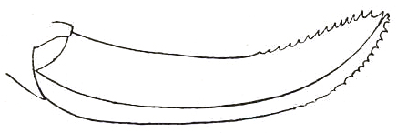 Pl. XII, Fig. 54 (specimen from Southern Arizona). ovipositor. Depicts Amblycorypha insolita Rehn & Hebard, 1914, an Otu.