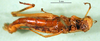 CollectionObject 1500939; 93cfcbae-f634-4471-9049-4fb18b65ca0e: female, ventral view (holotype). (CollectionObject).