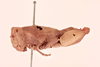 CollectionObject 2045660; 974fde1a-1afb-4c9e-9815-0636ed95eaf5, NHMUK015982291: Bufonacris terrestris Walker, 1871. female, lateral view (paralectotype). (CollectionObject).