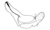 Tristira magellanica (Bruner, 1900): Fig. 20. endophallus, lateral view. (Otu).