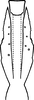 Aedeagus, ventral view on Erythridula praecisa (Knull, 1946): Aedeagus, ventral view. (Observation).