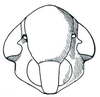 Head: Deltocephalus pulicaris, face. (Observation).