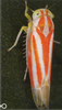 Habitus, dorsal view: !! display not done !! on Alebra albostriella (Fallén, 1826): Abdomen, sternal apodemes, ventral view. (Observation).