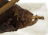 CollectionObject 1529751; 1255e2bd-868d-4468-ba24-8eb355a12ced: male cerci (holotype). (CollectionObject).