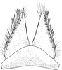 Subgenital plate: Subgenital plate. (Observation).