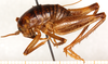 CollectionObject 1499240; d192b247-6699-4a6e-a92a-e487759a5751: male, lateral view (holotype). (CollectionObject).