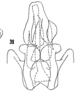 Pygofer, ventral view on Cixius (Pseudocixius) praecox Van Duzee, 1925: (Observation).