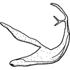 Aedeagus, lateral view on Edwardsiana rhodophila (Cerutti, 1937): Aedeagus, lateral view. (Observation).