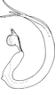 Aedeagus, lateral view on Eurhadina (Singhardina) rutilans Hu & Kuoh, 1991: Aedeagus, lateral view. (Observation).