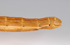 CollectionObject 1557739; db490008-f49e-4ccb-8d83-363d971772f0: copyright MNCN, Madrid. female: end of abdomen, lateral view (syntype). (CollectionObject).