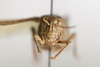 CollectionObject 1528845; adf97be6-45b3-4d97-9850-9388a478688a: male, frontal view (syntype). (CollectionObject).