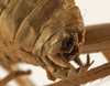 CollectionObject 1529813; aea8bd65-1ced-4a1d-a4a5-1eace7725258: female ovipositor (holotype). (CollectionObject).