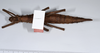 CollectionObject 1557498; 91203397-da8b-4602-9c96-aa003134ff14: copyright ANSP. female, ventral view (holotype). (CollectionObject).