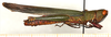 CollectionObject 1499495; 3e6dd6fe-9a88-4ff6-824d-524436173c0a: male, lateral view (holotype). (CollectionObject).