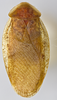 CollectionObject 1568241; aa7d02da-1947-4802-baad-28dbb50bb59d: Photo by Heidi Hopkins. Holotype, adult male, dorsal habitus. (CollectionObject).