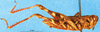 CollectionObject 1568973; f0c94d4d-a658-4739-8d27-d1382319fbff, DORSA D018AM01: male, lateral view. (CollectionObject).