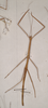 Leprocaulinus insularis insularis (Kirby, 1896): copyright AMS, Sydney. Possible female nymph of Leprocaulinus insularis insularis, Australia: Lizard Is. [referred to in Brock & Hasenousch, 2009]. (Otu).
