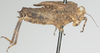 CollectionObject 1576881; 58355706-2caf-4dad-afbf-63d5ff8ffce0: female, lateral view. (CollectionObject).
