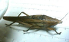 Xestophrys javanicus javanicus Redtenbacher, 1891: male. (Otu).