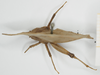 CollectionObject 1534260; 1f3bbcdf-ac0d-4ce7-b96f-bc09475e0686, NHMUK010924391: female, dorsal view (holotype). (CollectionObject).