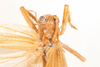 CollectionObject 1532900; 79ee8bd7-2f4d-44c2-9a3b-9c28308aadb7: male, dorsal view (holotype). (CollectionObject).