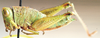 Caenothericles capitatus Descamps, 1977: female, lateral view. (Otu).