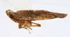 Habitus, lateral view on Catonia arbutina Ball, 1933: (Observation).