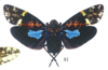 Habitus, dorsal view: !! display not done !! on Obia tenebrosa Distant, 1887: (Observation).