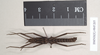 CollectionObject 1561579; NHMUK(SF IMPORT DUPLICATE) 845195, be85c41d-cf20-450b-8b0f-339db35b138a: copyright Natural History Museum, London. male (paratype). (CollectionObject).