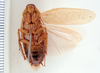 Epilampra lucifuga Rehn, 1903 now Epilampra grisea (De Geer, 1773): Photo taken by Heidi Hopkins. (Otu).
